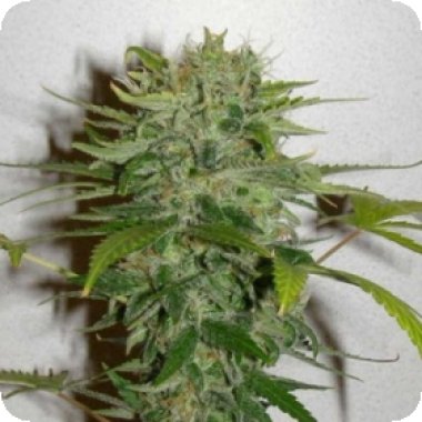 Cristal Limit Feminised Seeds Cristal Limit Feminised Seeds